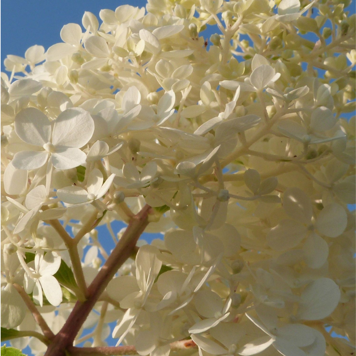 Florastore Hortensie - 6 Stk - Hortensia Paniculata - Höhe 25-35Cm - ⌀9Cm