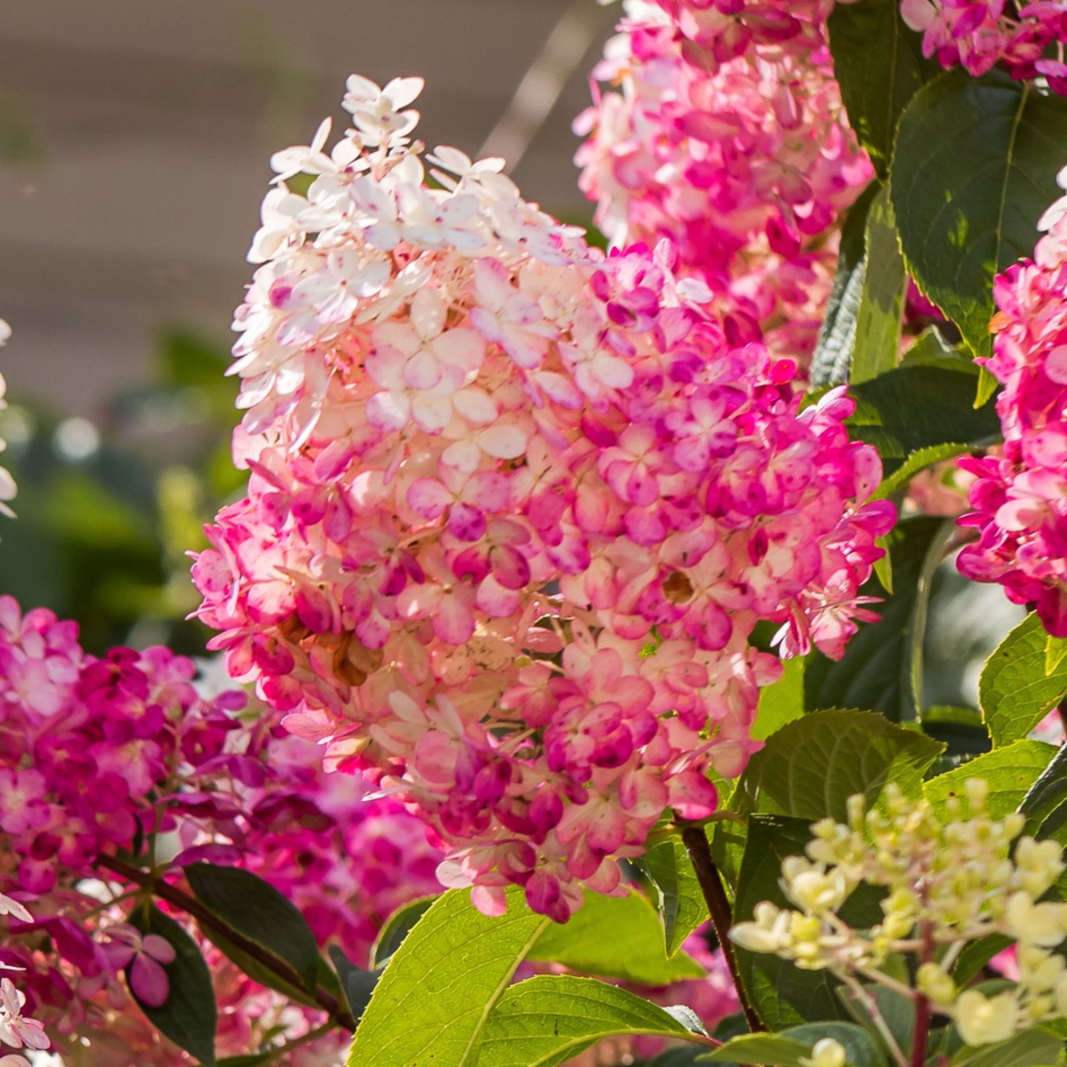 Florastore Hortensie - 6 Stk - Hortensia Paniculata - Höhe 25-35Cm - ⌀9Cm