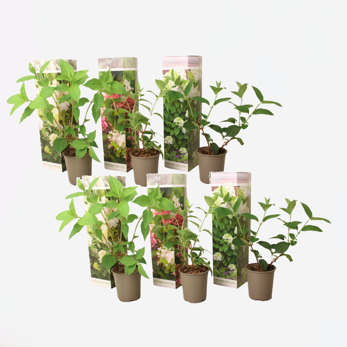 Florastore Hortensie - 6 Stk - Hortensia Paniculata - Höhe 25-35Cm - ⌀9Cm