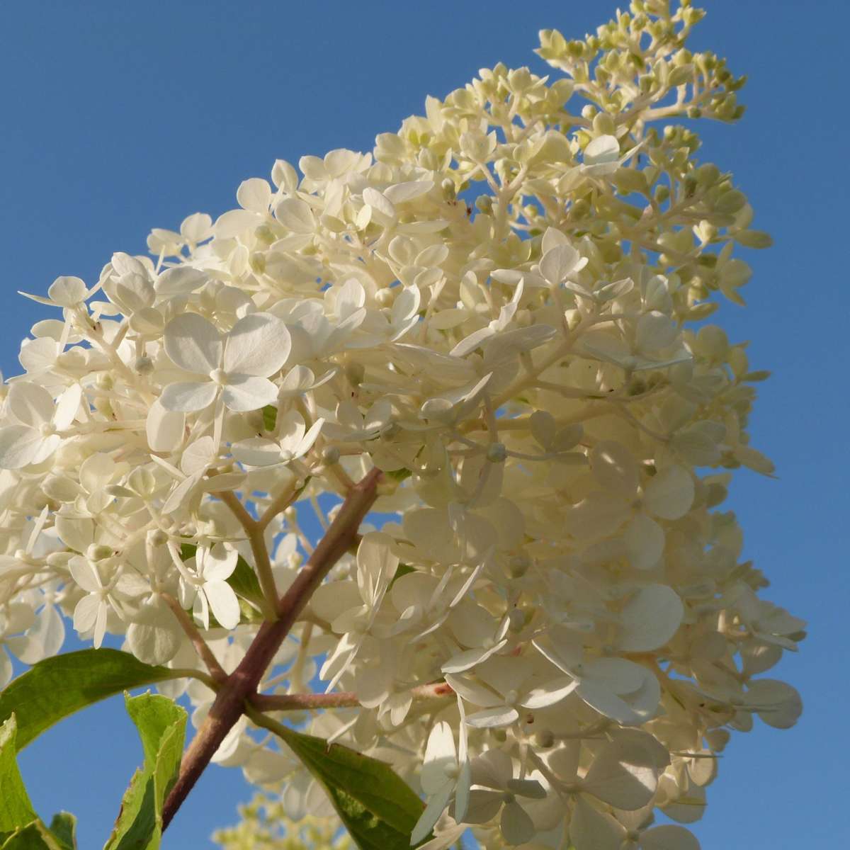 Florastore Hortensie - 3 Stk - Hortensia Paniculata - Höhe 25-35Cm - ⌀9Cm