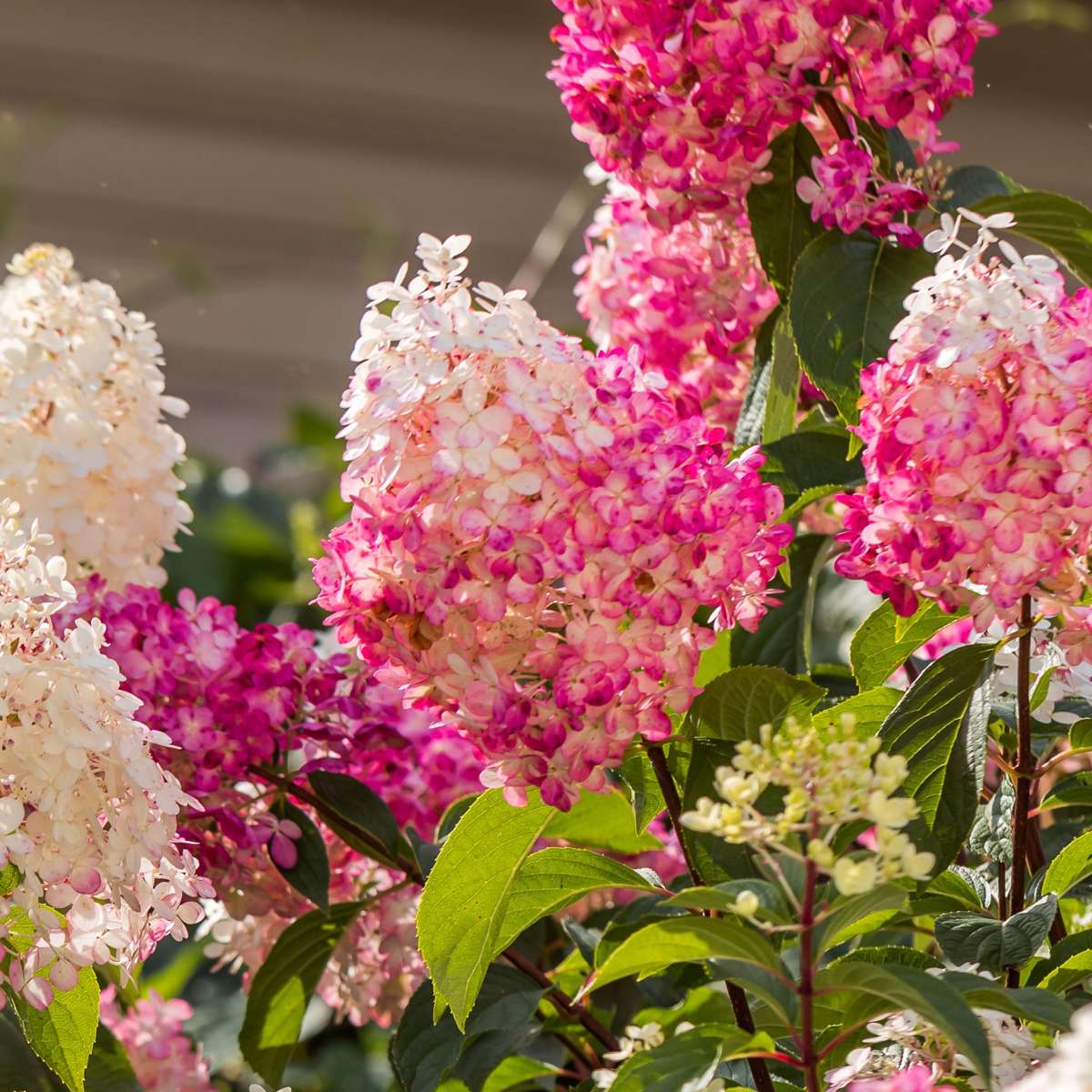 Florastore Hortensie - 3 Stk - Hortensia Paniculata - Höhe 25-35Cm - ⌀9Cm