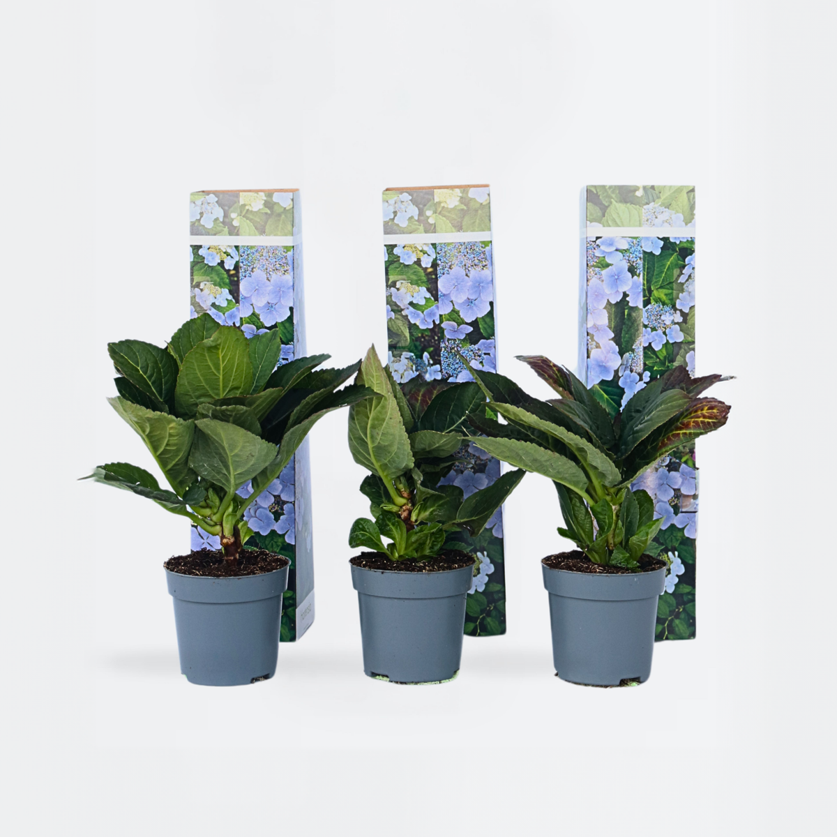 Florastore Hortensie - 6 Stk - Hydrangea Macrophylla Teller 'Nizza' - Höhe 25-40Cm - ⌀9Cm