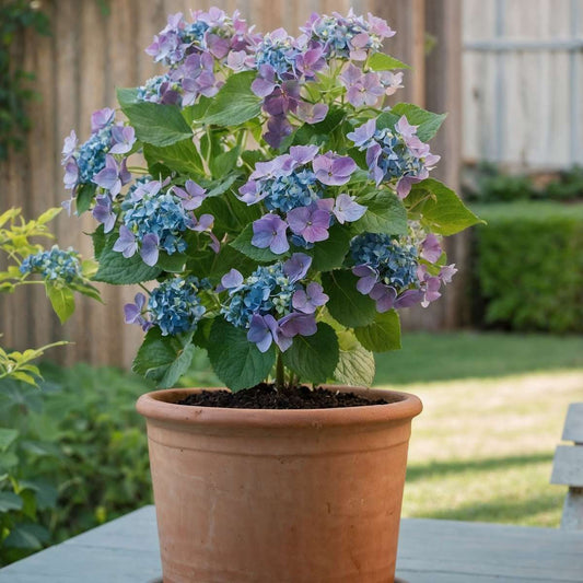 Florastore Hortensie - 6 Stk - Hydrangea Macrophylla Teller 'Nizza' - Höhe 25-40Cm - ⌀9Cm