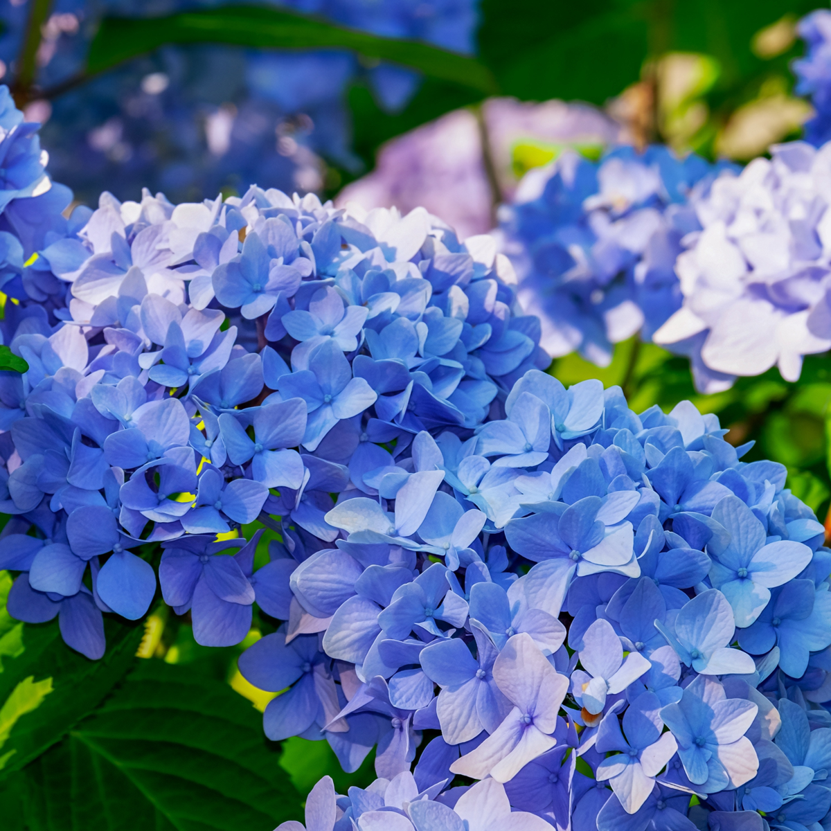 Florastore Hortensie - 6 Stk - Hydrangea Macrophylla Teller 'Nizza' - Höhe 25-40Cm - ⌀9Cm
