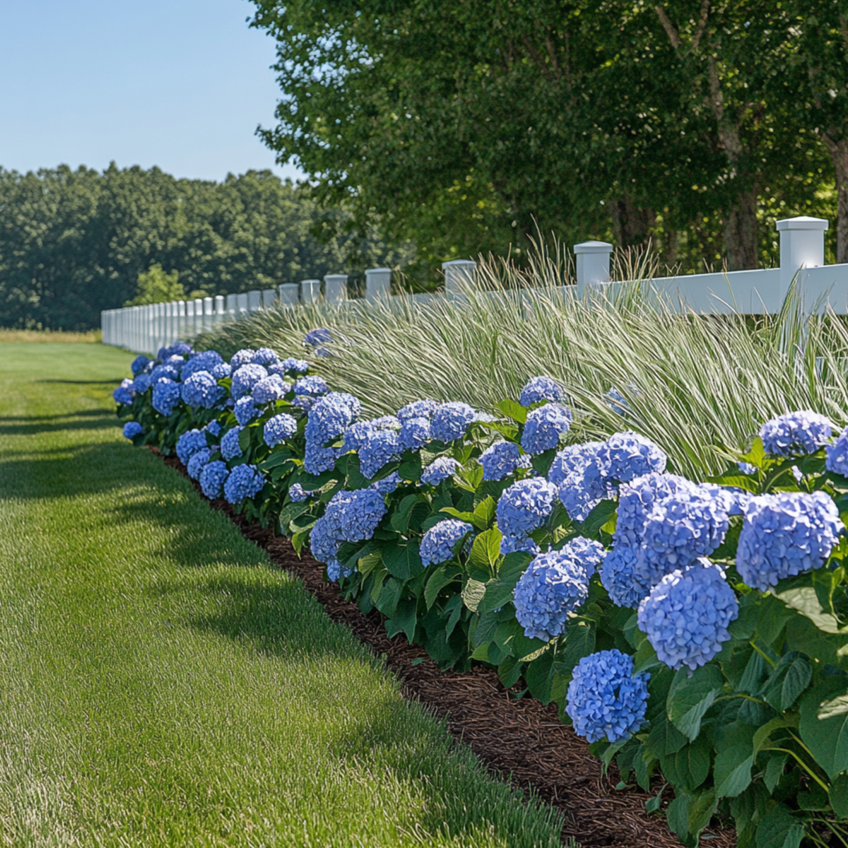 Florastore Hortensie - 6 Stk - Hydrangea Macrophylla Teller 'Nizza' - Höhe 25-40Cm - ⌀9Cm