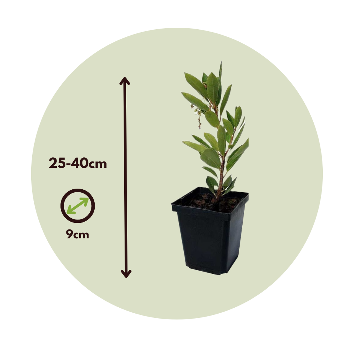 Florastore Erdbeerpflanzen - 6 Stk - Arbutus 'Unedo' - Höhe 25-40Cm - ⌀9Cm