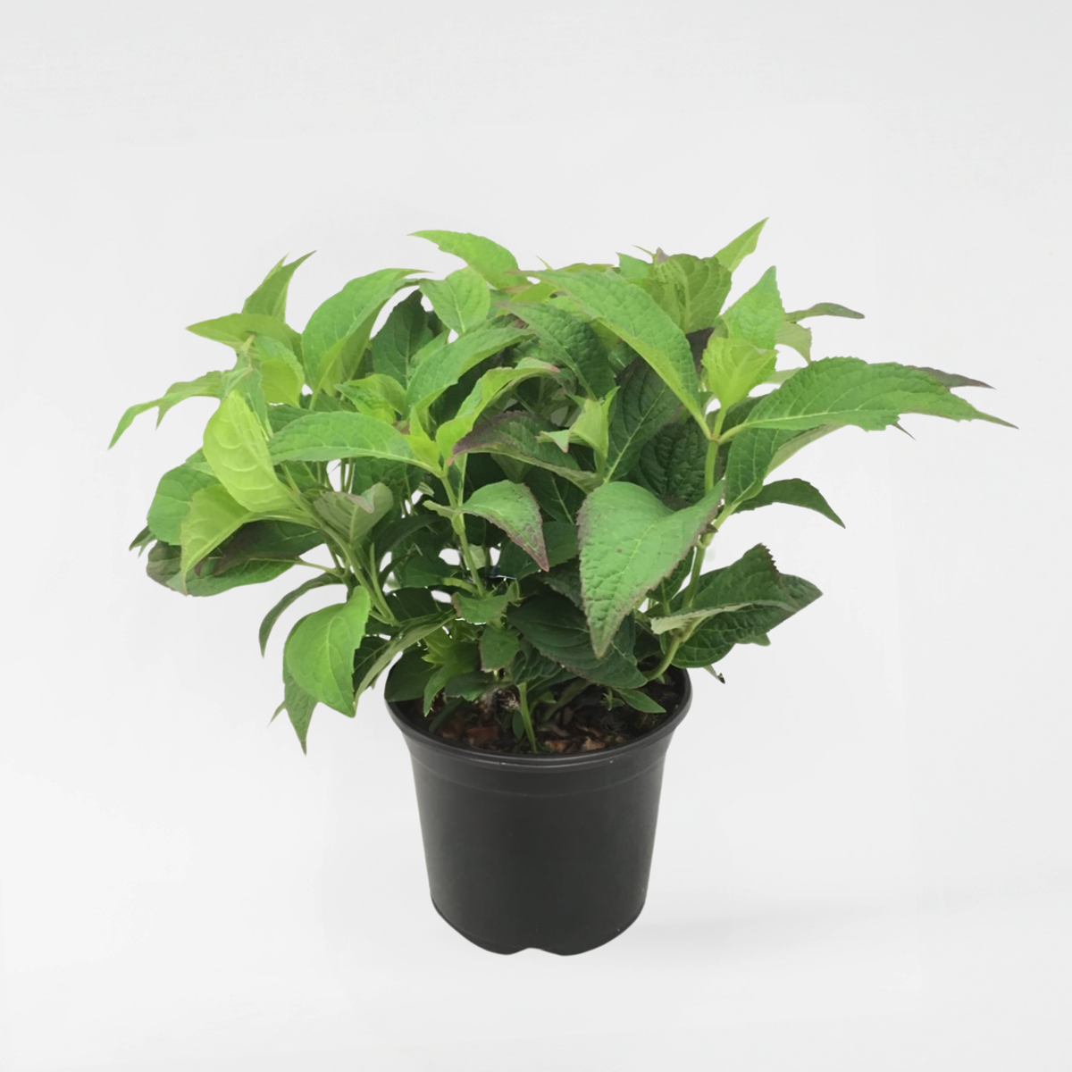 Florastore Hortensie - Hydrangea Serrata 'Summerglow' - Höhe 25-40Cm - ⌀19Cm