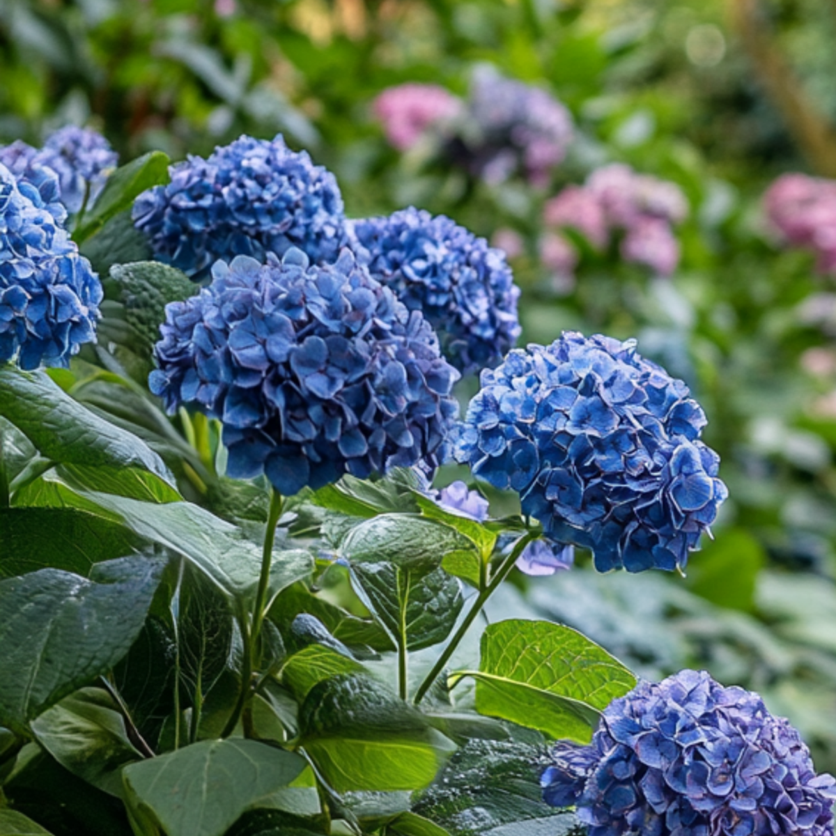 Florastore Hortensie - Hydrangea Serrata 'Summerglow' - Höhe 25-40Cm - ⌀19Cm