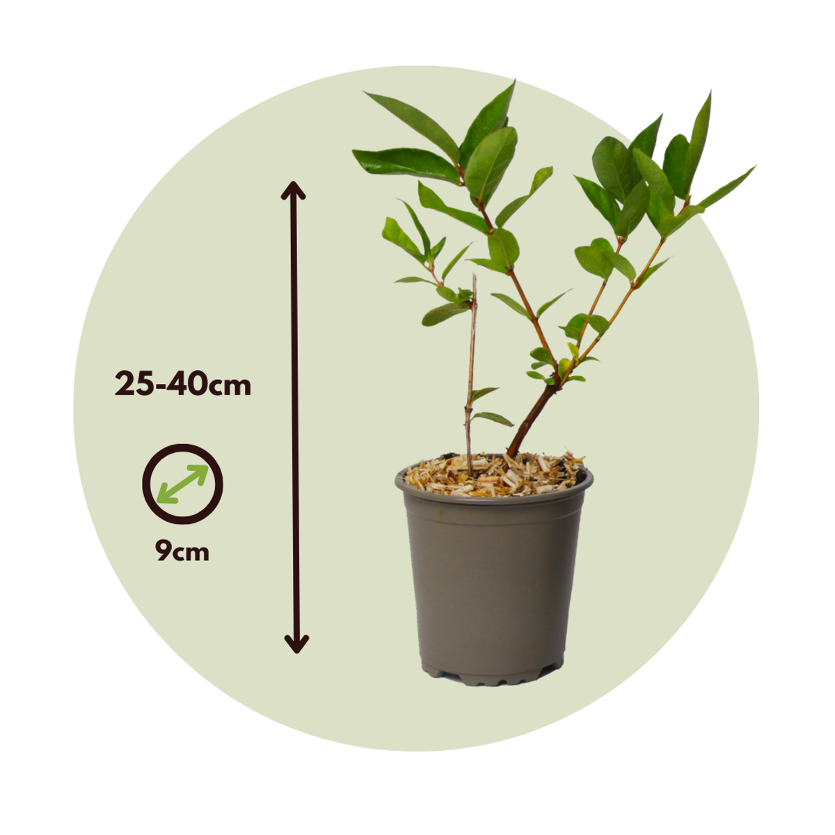 Florastore Geißblatt - 6 Stk - Lonicera Kamtchatica - Höhe 25-40Cm - ⌀9Cm