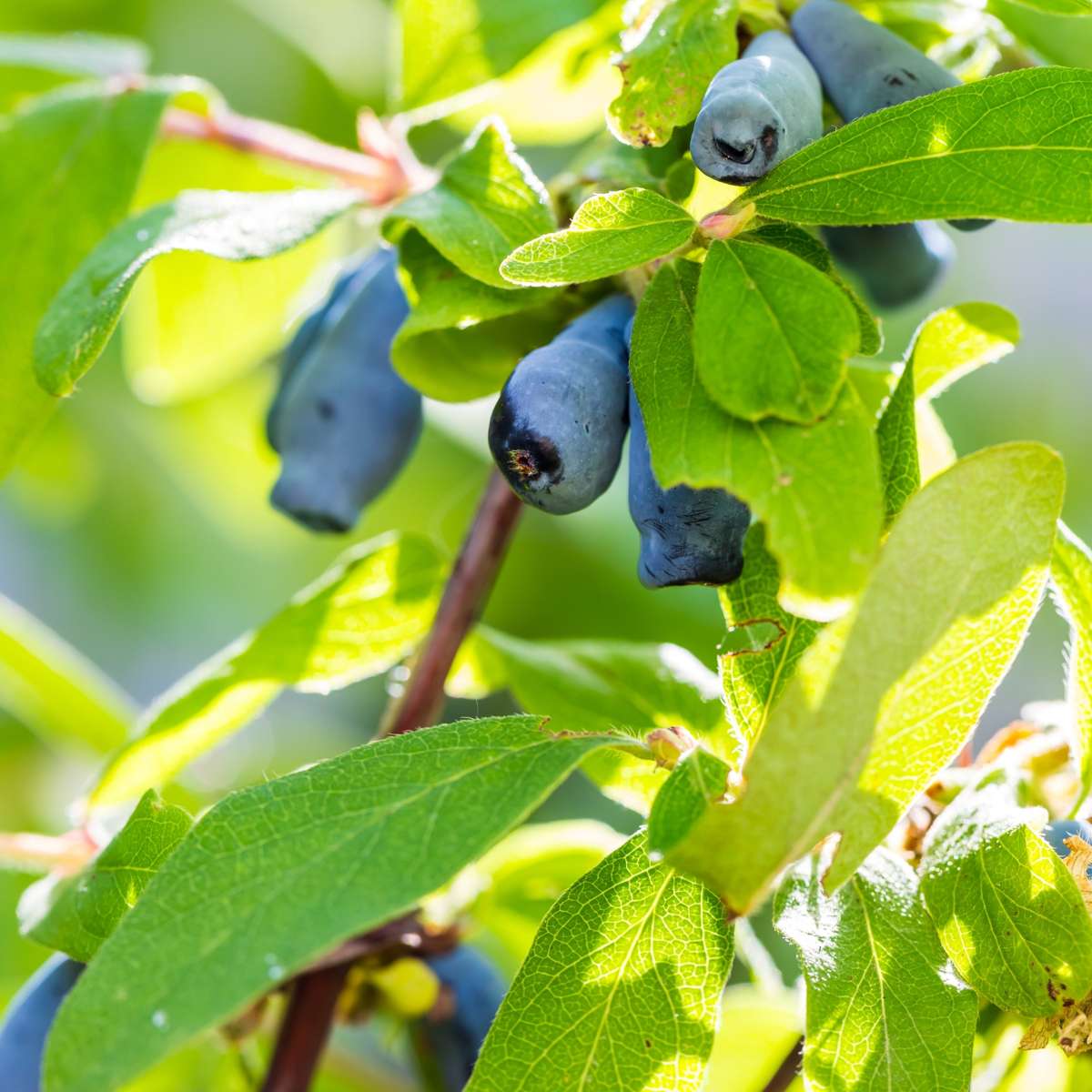 Florastore Geißblatt - 6 Stk - Lonicera Kamtchatica - Höhe 25-40Cm - ⌀9Cm