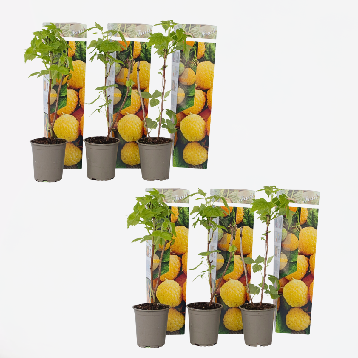 Florastore Himbeerpflanzen - 6 Stk - Rubus Idaeus 'Fallgold' - Höhe 25-40Cm - ⌀9Cm