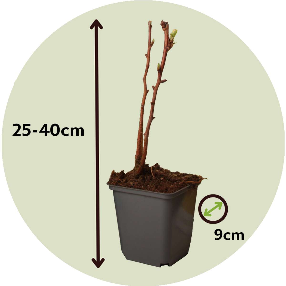 Florastore Himbeerpflanzen - 3 Stk - Rubus Idaeus 'Fallgold' - Höhe 25-40Cm - ⌀9Cm