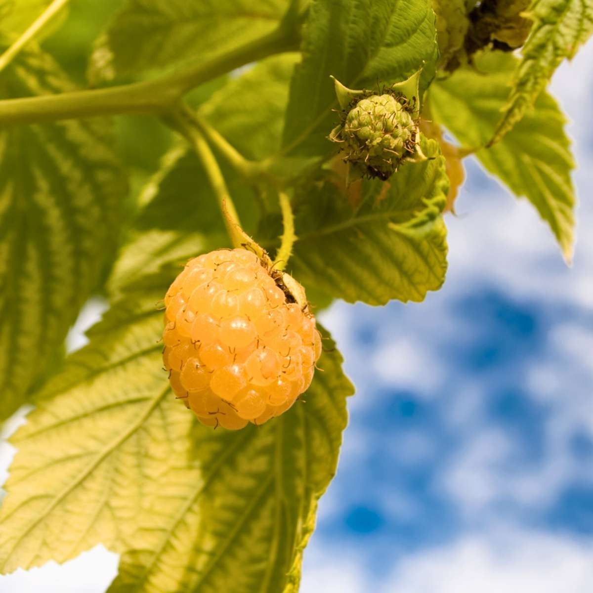 Florastore Himbeerpflanzen - 3 Stk - Rubus Idaeus 'Fallgold' - Höhe 25-40Cm - ⌀9Cm
