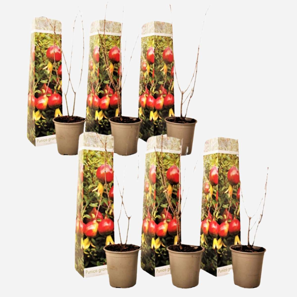 Florastore Granatapfelbaum - 6 Stk - Punica Granatum - Höhe 25-40Cm - ⌀9Cm