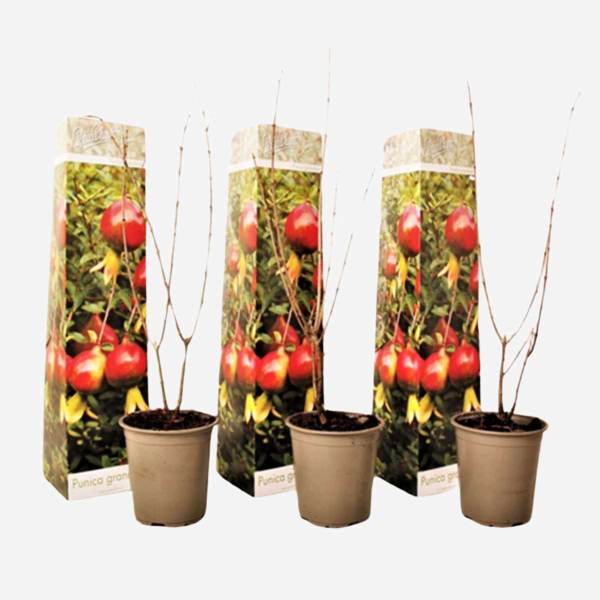 Florastore Granatapfelbaum - 3 Stk - Punica Granatum - Höhe 25-40Cm - ⌀9Cm