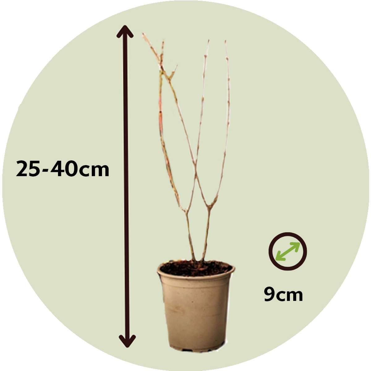 Florastore Granatapfelbaum - 3 Stk - Punica Granatum - Höhe 25-40Cm - ⌀9Cm