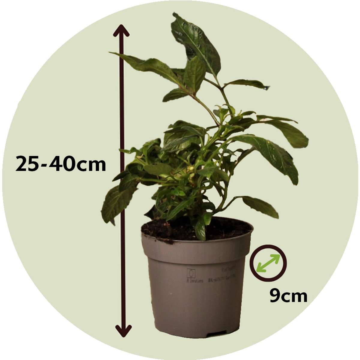Florastore Melonenbirne - 3 Stk - Solanum Muricatum 'Pepino Gold' - Höhe 25-40Cm - ⌀9Cm