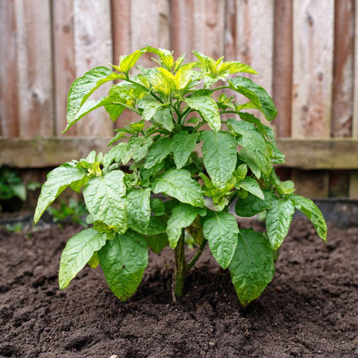 Florastore Melonenbirne - 3 Stk - Solanum Muricatum 'Pepino Gold' - Höhe 25-40Cm - ⌀9Cm