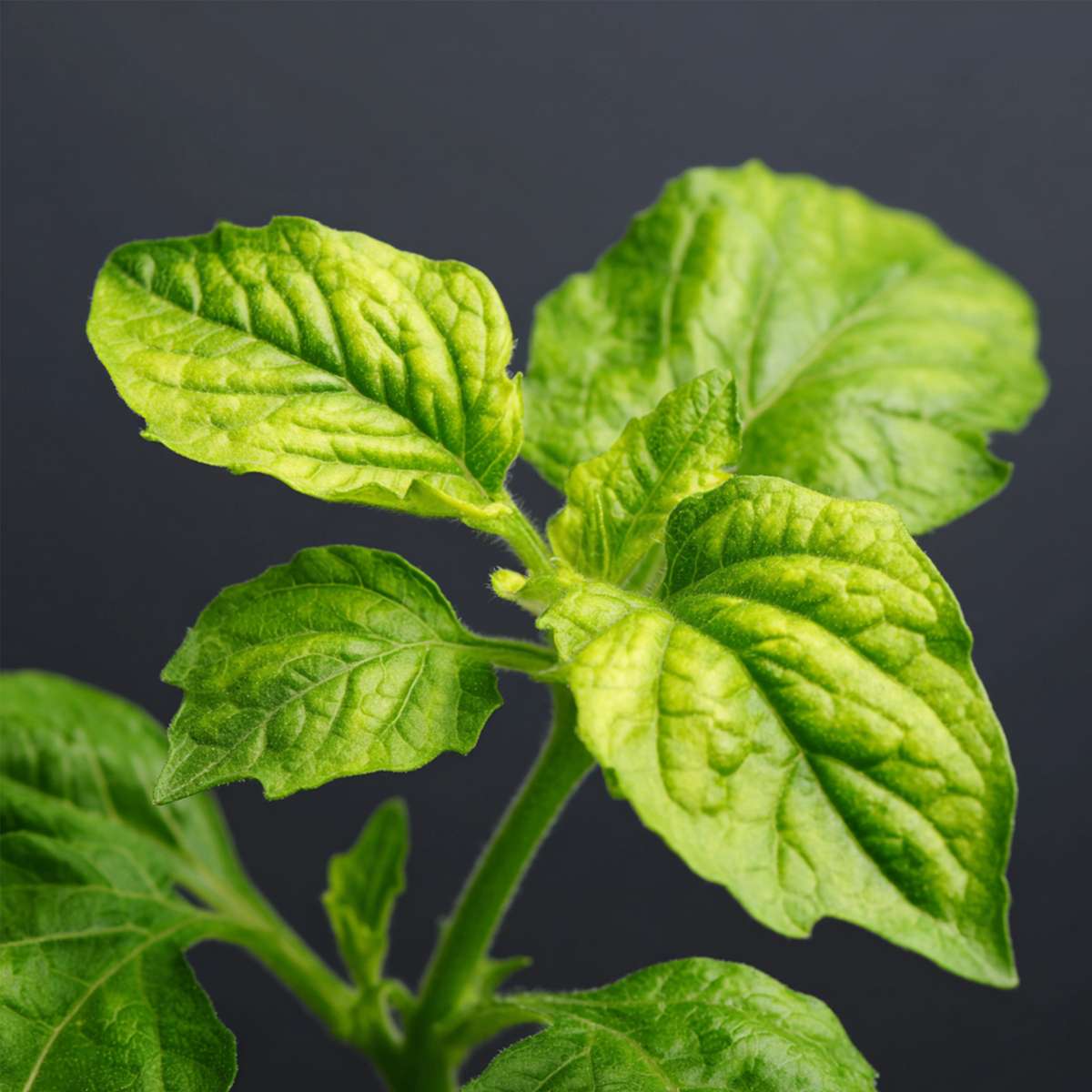 Florastore Melonenbirne - 3 Stk - Solanum Muricatum 'Pepino Gold' - Höhe 25-40Cm - ⌀9Cm