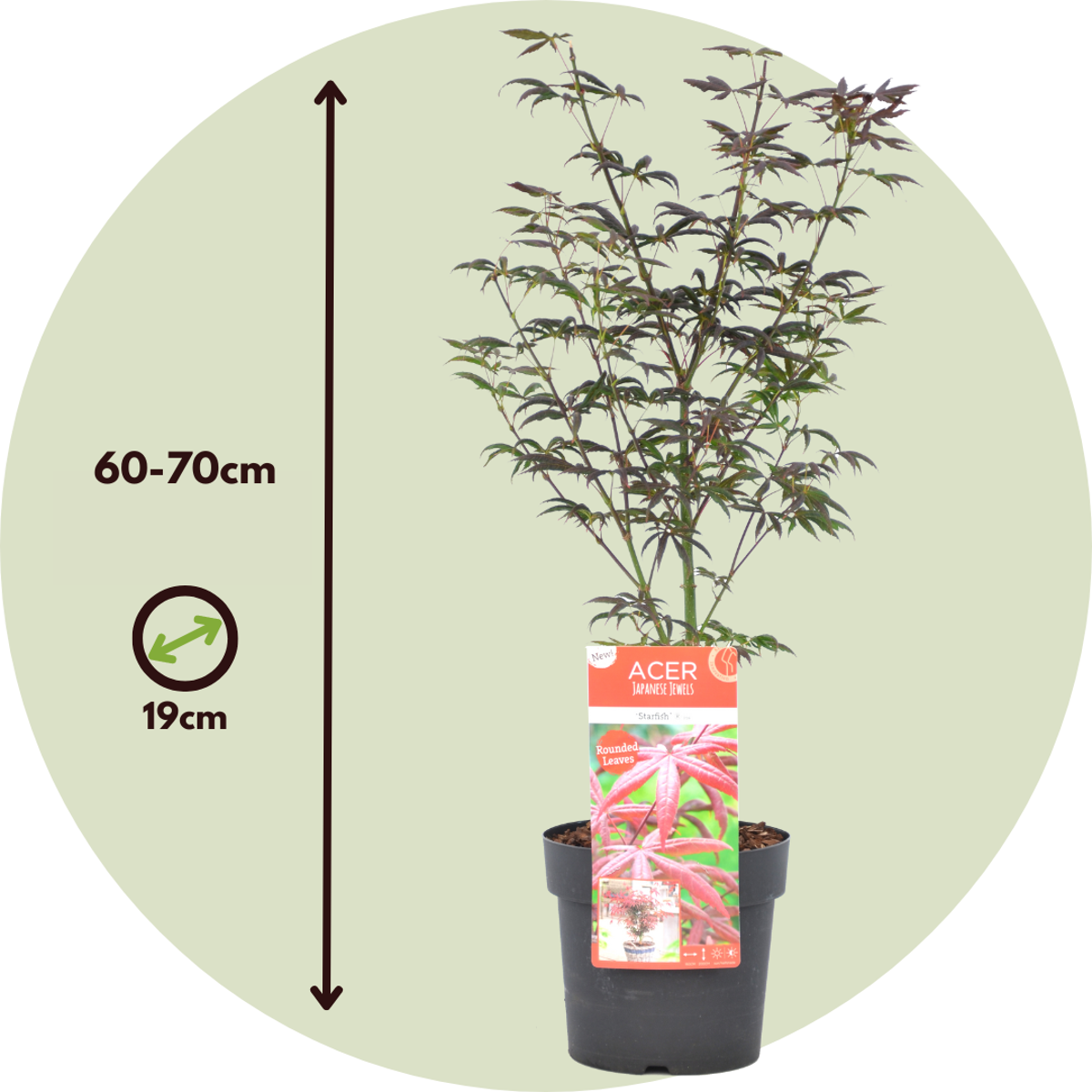 Florastore Japanischer Ahorn - 2 Stk - Acer Palmatum 'Starfish' - Höhe 60-70Cm - ⌀19Cm