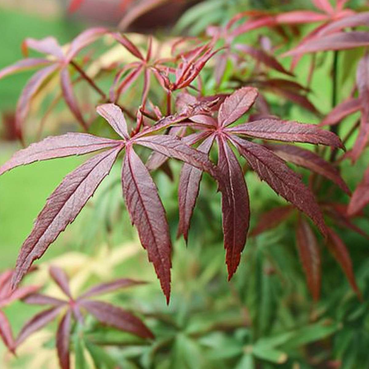Florastore Japanischer Ahorn - 2 Stk - Acer Palmatum 'Starfish' - Höhe 60-70Cm - ⌀19Cm