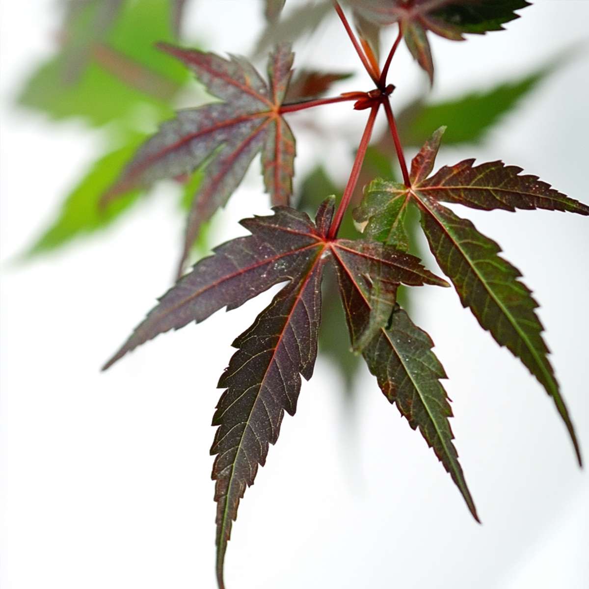 Florastore Japanischer Ahorn - 2 Stk - Acer Palmatum 'Starfish' - Höhe 60-70Cm - ⌀19Cm