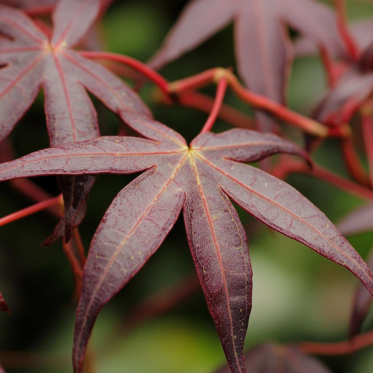 Florastore Japanischer Ahorn - 2 Stk - Acer Palmatum 'Starfish' - Höhe 60-70Cm - ⌀19Cm