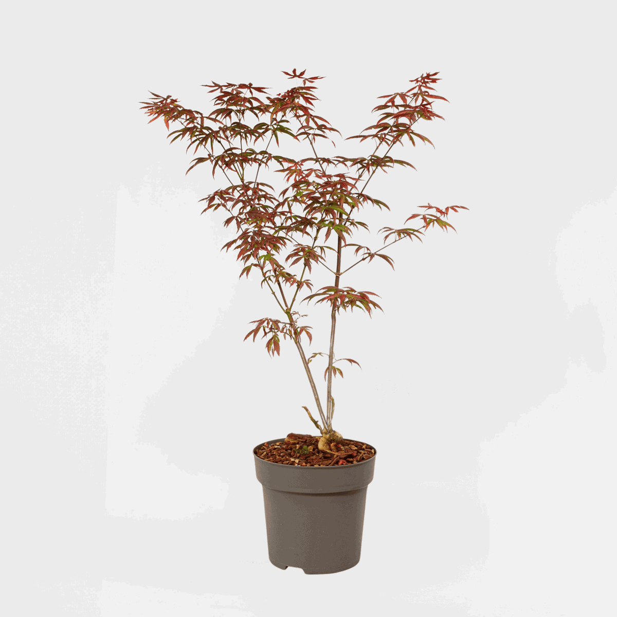 Florastore Japanischer Ahorn - Acer Palmatum 'Starfish' - Höhe 60-70Cm - ⌀19Cm