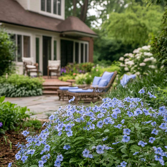 Florastore Blauer Bleiwurz - 6 Stk - Plumbago Auriculata - Höhe 25-40Cm - ⌀9Cm