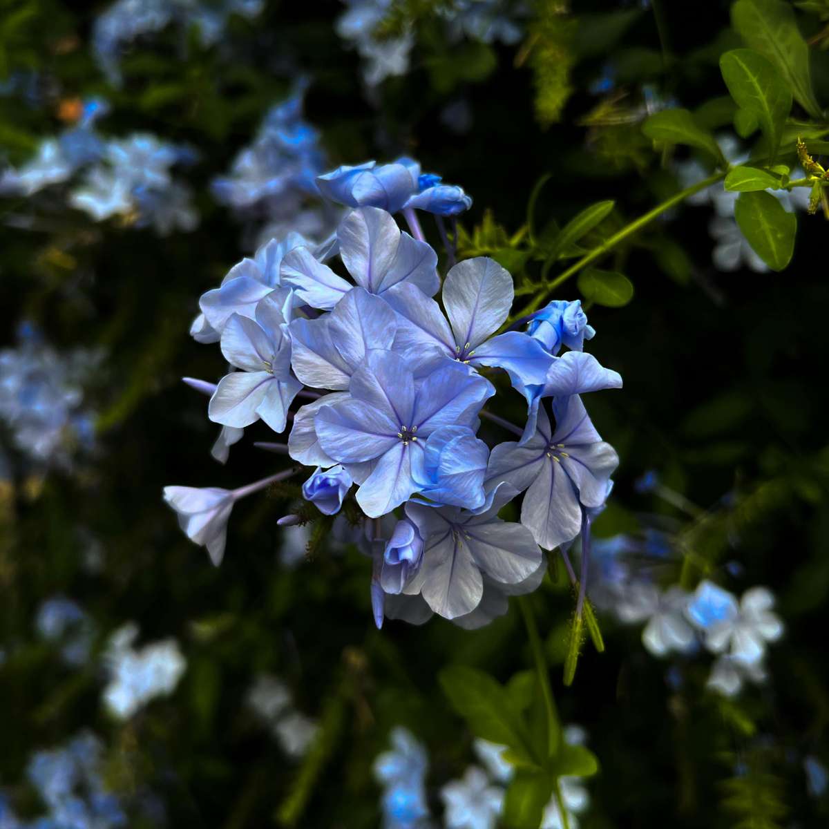 Florastore Blauer Bleiwurz - 6 Stk - Plumbago Auriculata - Höhe 25-40Cm - ⌀9Cm