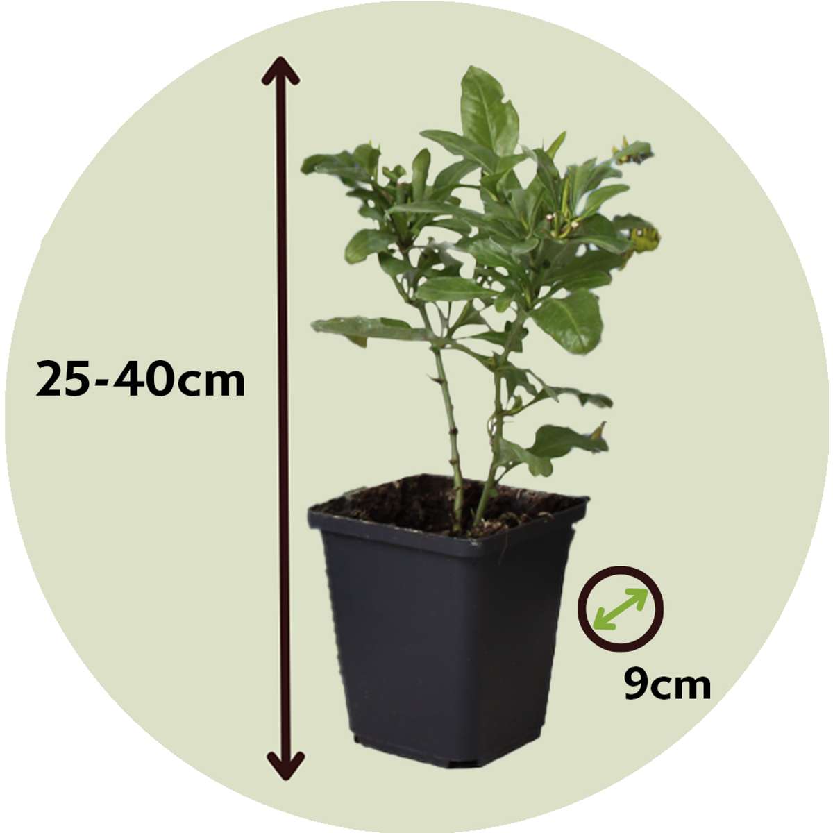 Florastore Bleiwurz - 3 Stk - Plumbago Auriculata - Höhe 25-40Cm - ⌀9Cm
