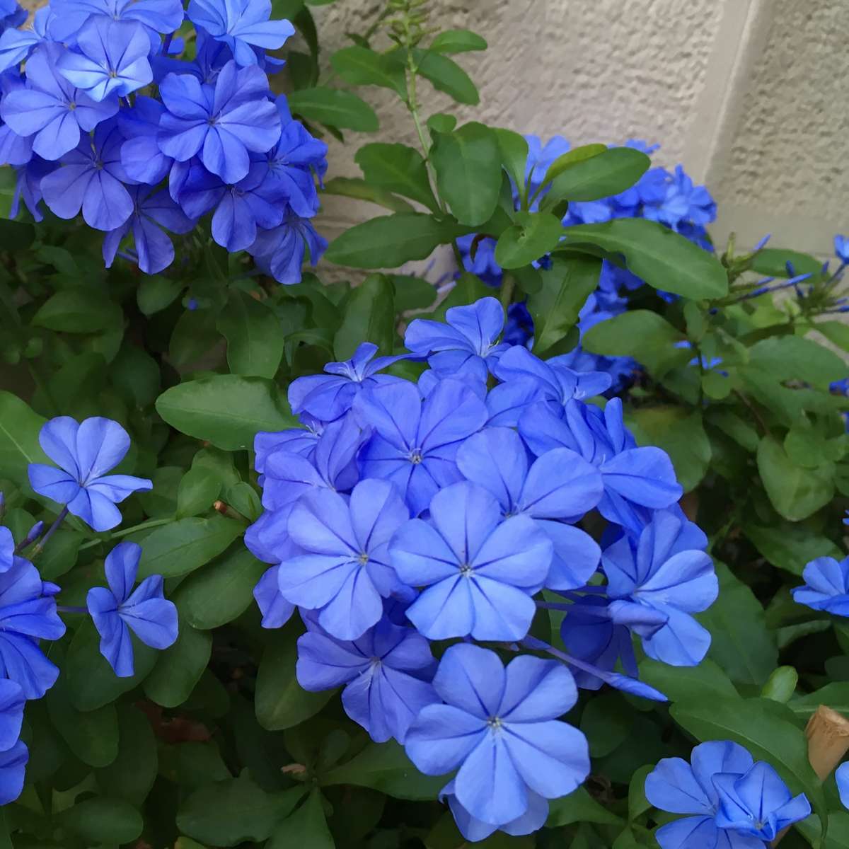 Florastore Bleiwurz - 3 Stk - Plumbago Auriculata - Höhe 25-40Cm - ⌀9Cm