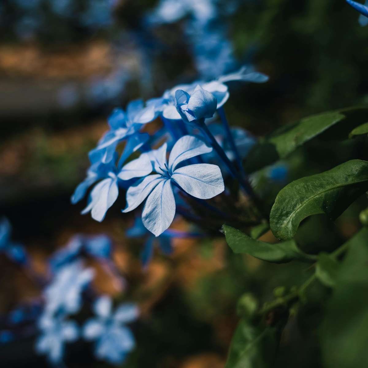Florastore Bleiwurz - 3 Stk - Plumbago Auriculata - Höhe 25-40Cm - ⌀9Cm