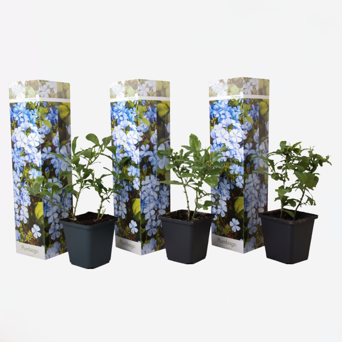 Florastore Bleiwurz - 3 Stk - Plumbago Auriculata - Höhe 25-40Cm - ⌀9Cm