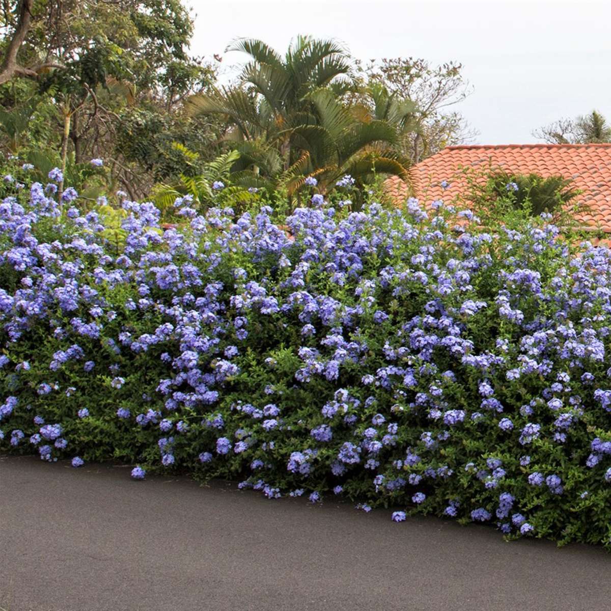 Florastore Bleiwurz - 3 Stk - Plumbago Auriculata - Höhe 25-40Cm - ⌀9Cm
