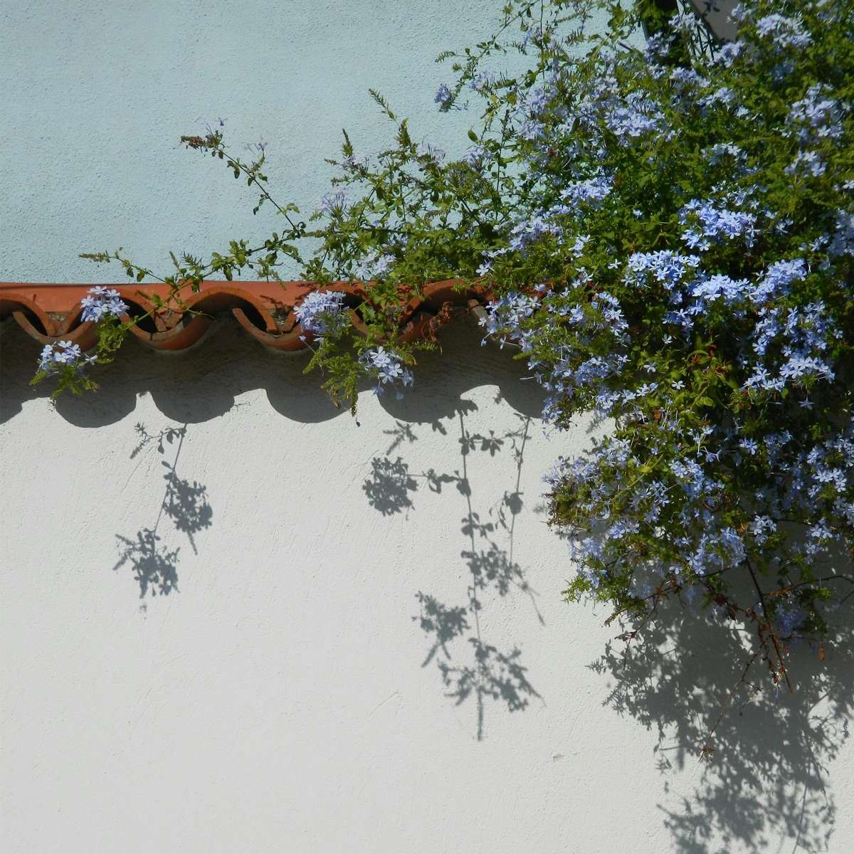 Florastore Bleiwurz - 3 Stk - Plumbago Auriculata - Höhe 25-40Cm - ⌀9Cm