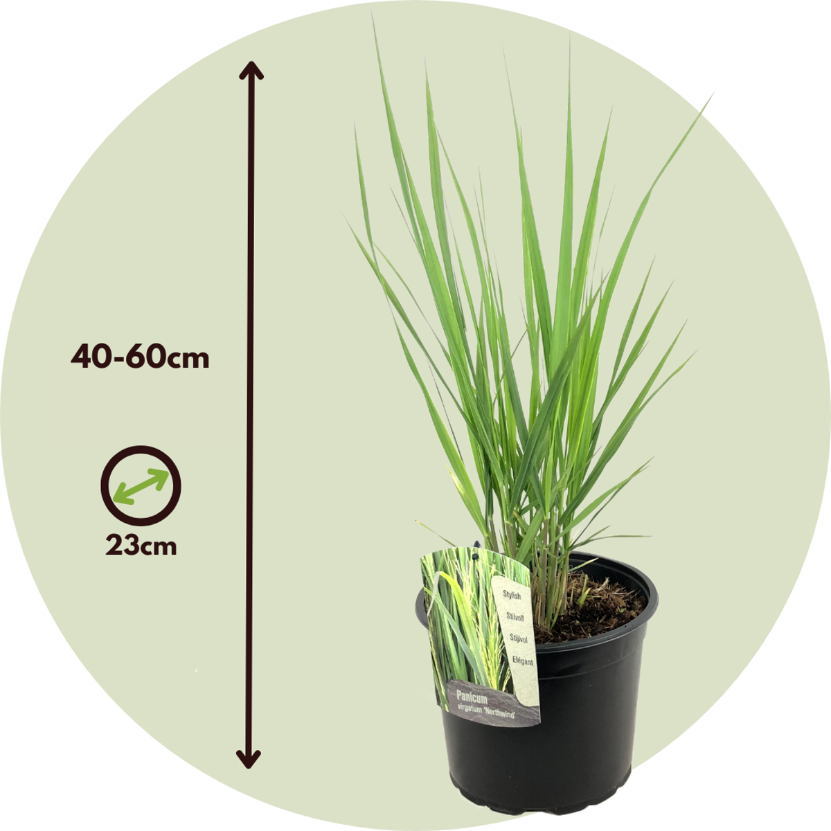 Florastore Fingergras - Panicum Virgatum 'Northwind' - Höhe 40-60Cm - ⌀23Cm