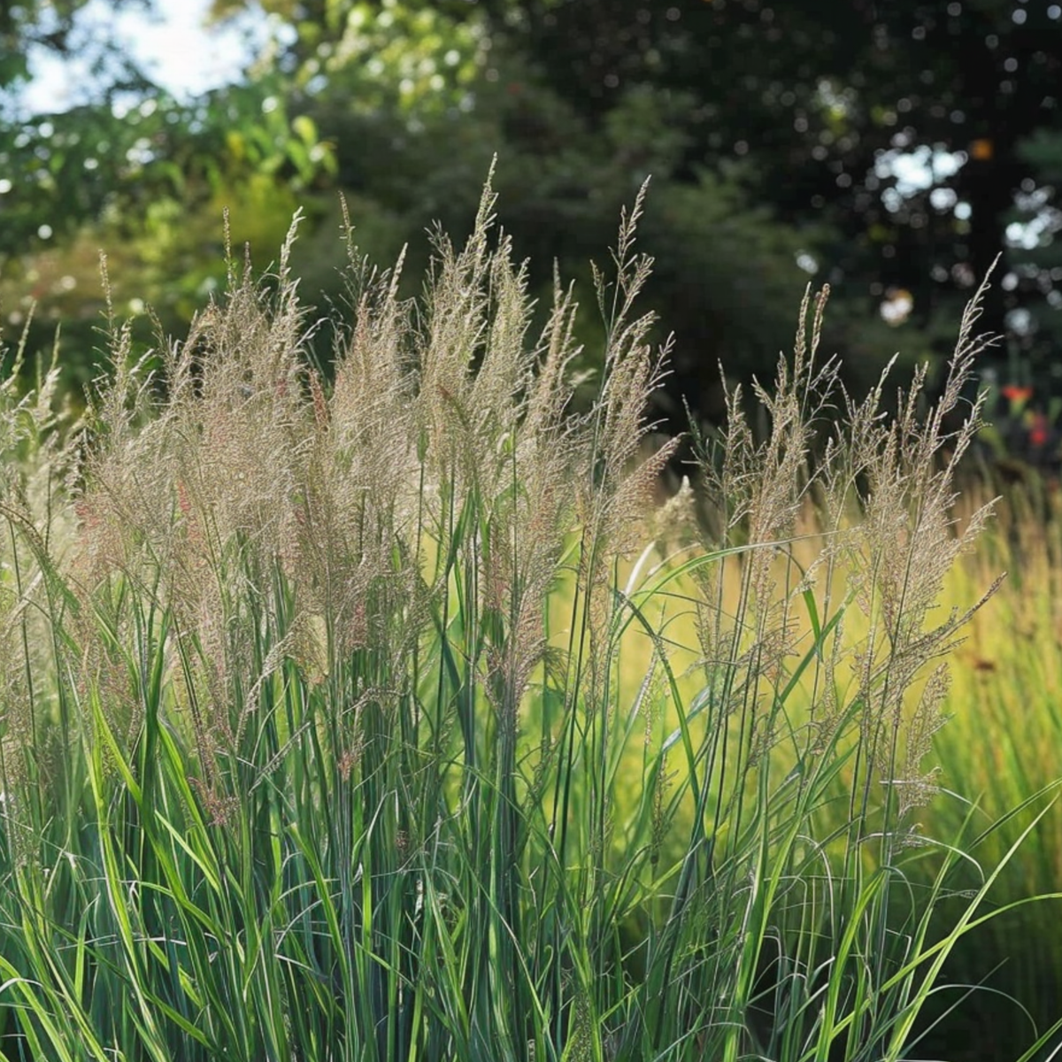 Florastore Fingergras - Panicum Virgatum 'Northwind' - Höhe 40-60Cm - ⌀23Cm
