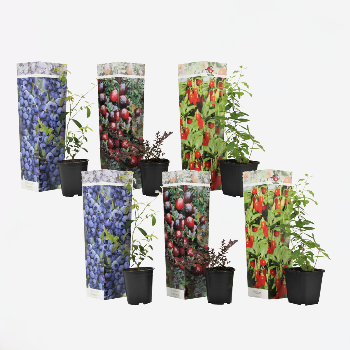 Florastore Mischung Obstbüsche - 6 Stk - Actinidia, Vaccinium - Höhe 25-40Cm - ⌀9Cm