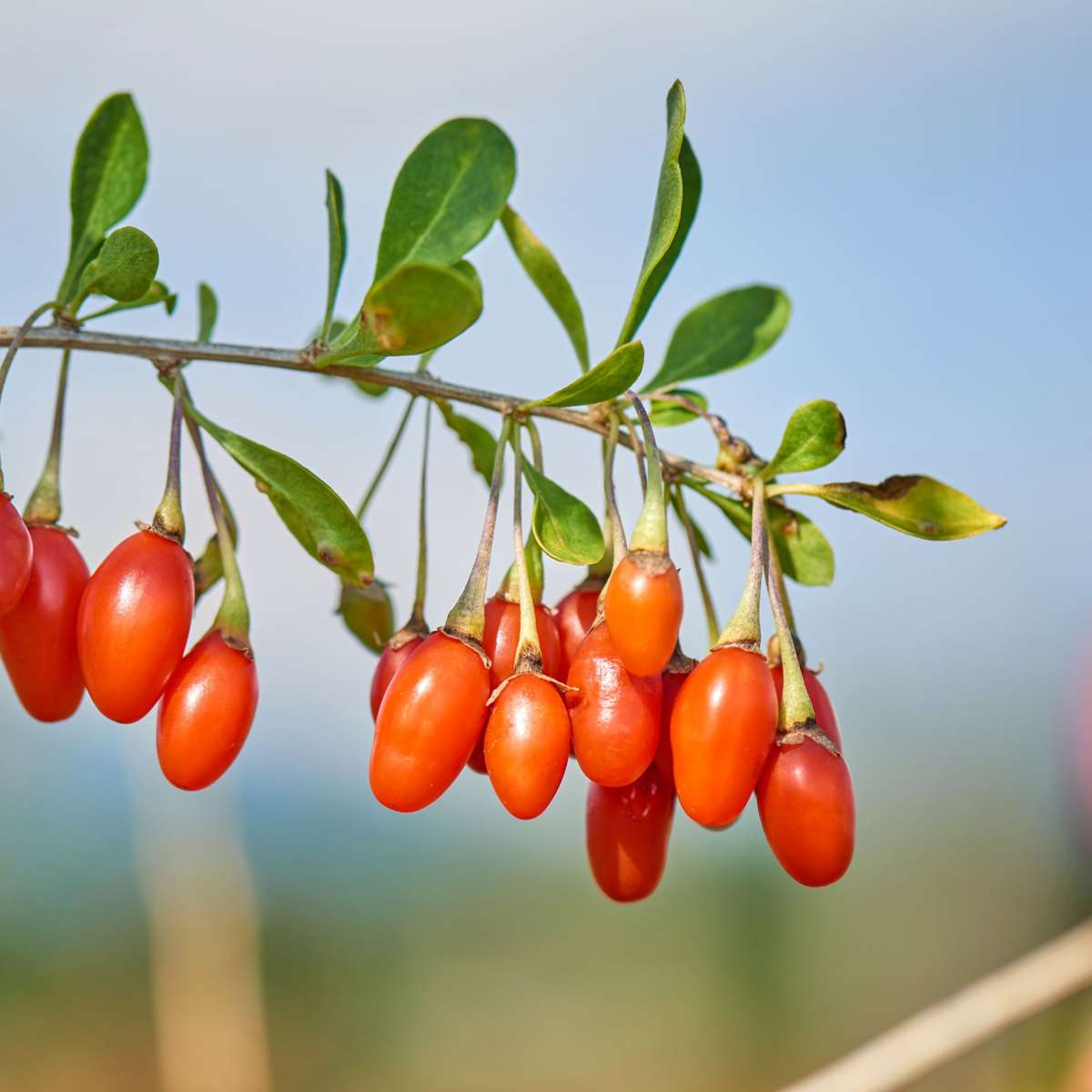 Florastore Mischung Obstbüsche - 6 Stk - Actinidia, Vaccinium - Höhe 25-40Cm - ⌀9Cm