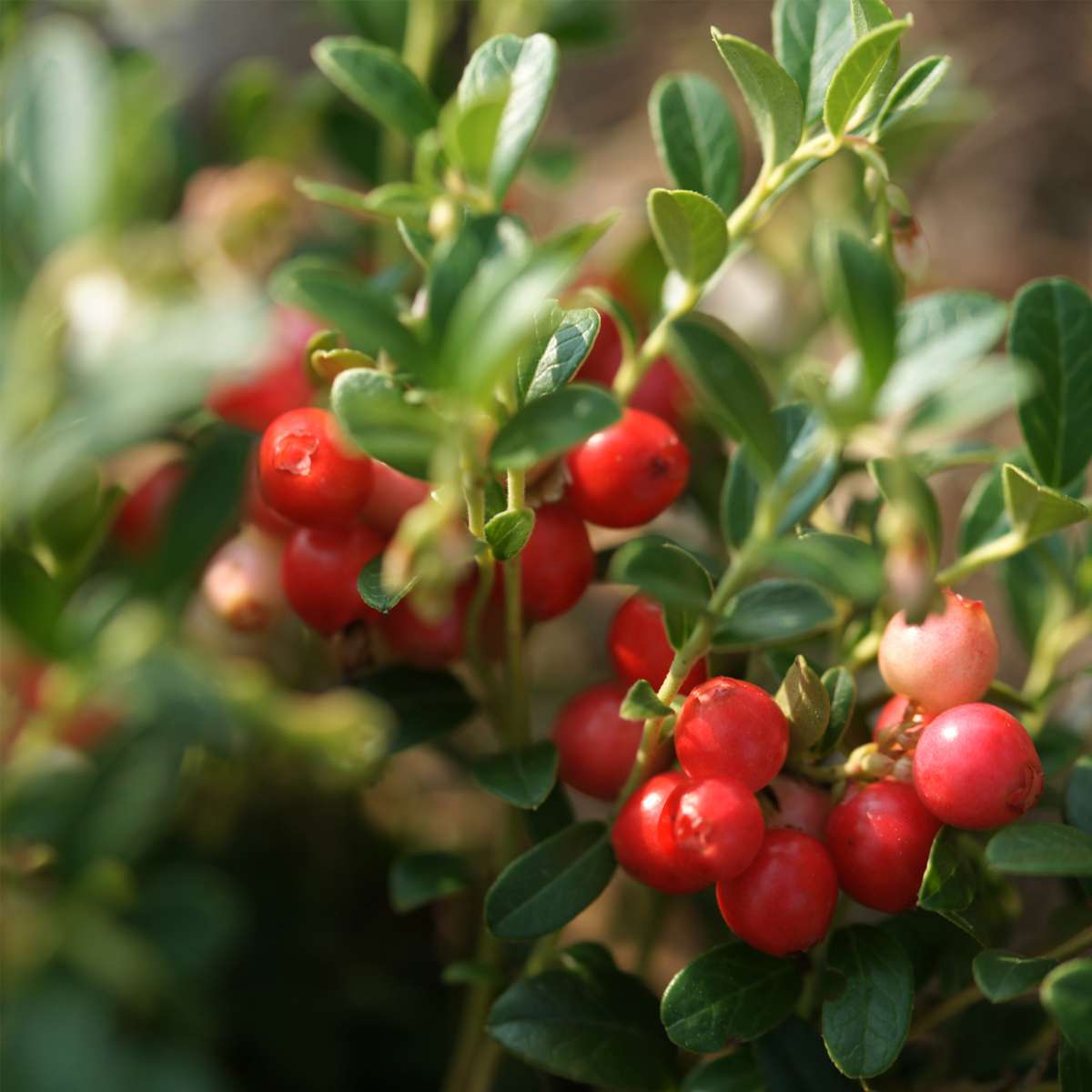 Florastore Mischung Obstbüsche - 6 Stk - Actinidia, Vaccinium - Höhe 25-40Cm - ⌀9Cm