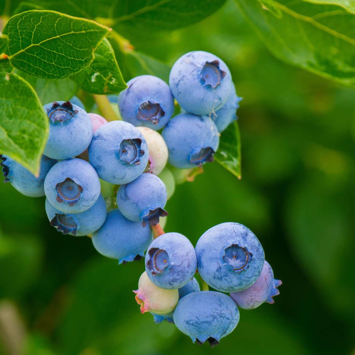 Florastore Mischung Obstbüsche - 3 Stk - Actinidia, Vaccinium - Höhe 25-40Cm - ⌀9Cm