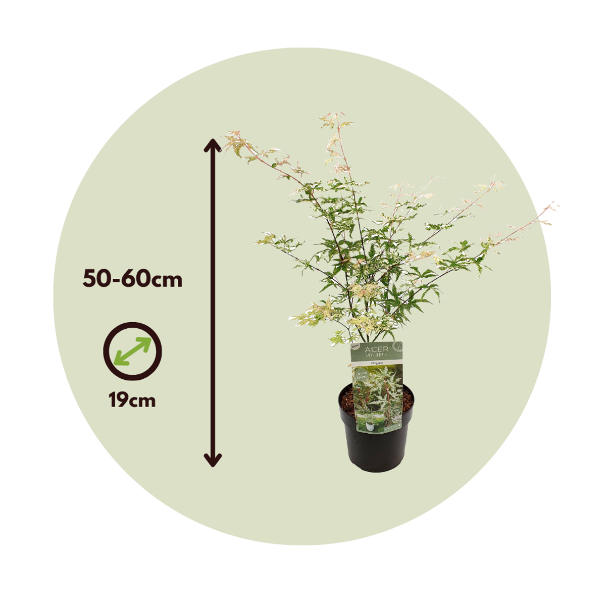 Florastore Japanischer Ahorn - 2 Stk - Acer Palmatum 'Ukigumo' - Höhe 50-60Cm - ⌀19Cm