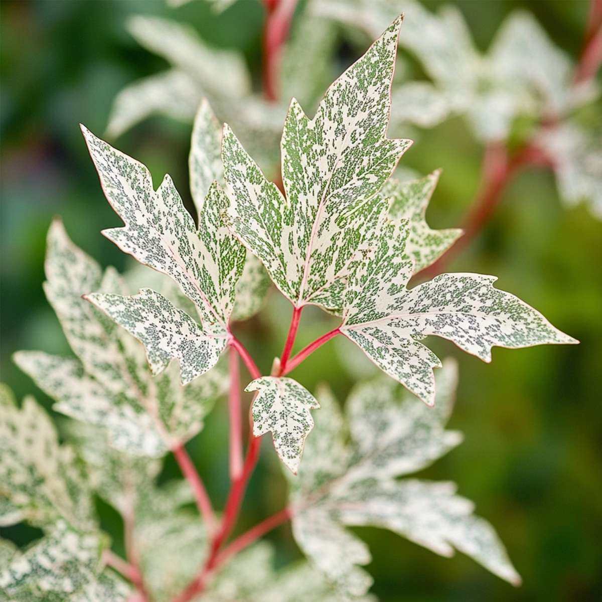 Florastore Japanischer Ahorn - 2 Stk - Acer Palmatum 'Ukigumo' - Höhe 50-60Cm - ⌀19Cm
