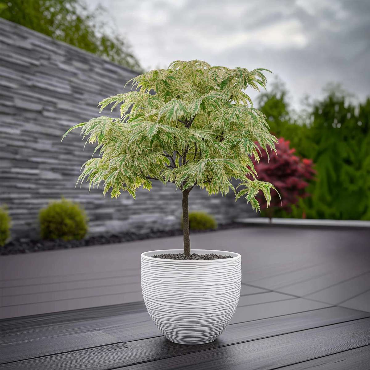 Florastore Japanischer Ahorn - 2 Stk - Acer Palmatum 'Ukigumo' - Höhe 50-60Cm - ⌀19Cm