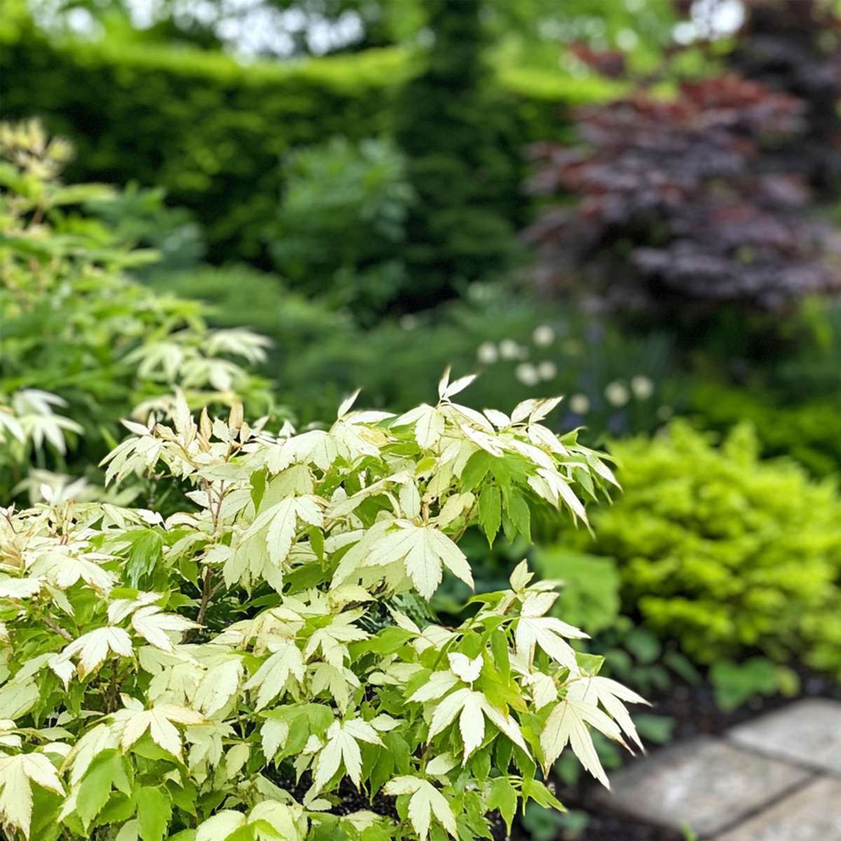 Florastore Japanischer Ahorn - 2 Stk - Acer Palmatum 'Ukigumo' - Höhe 50-60Cm - ⌀19Cm