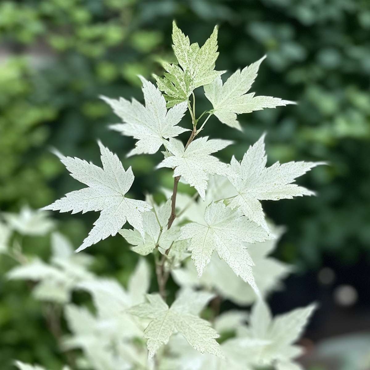 Florastore Japanischer Ahorn - 2 Stk - Acer Palmatum 'Ukigumo' - Höhe 50-60Cm - ⌀19Cm