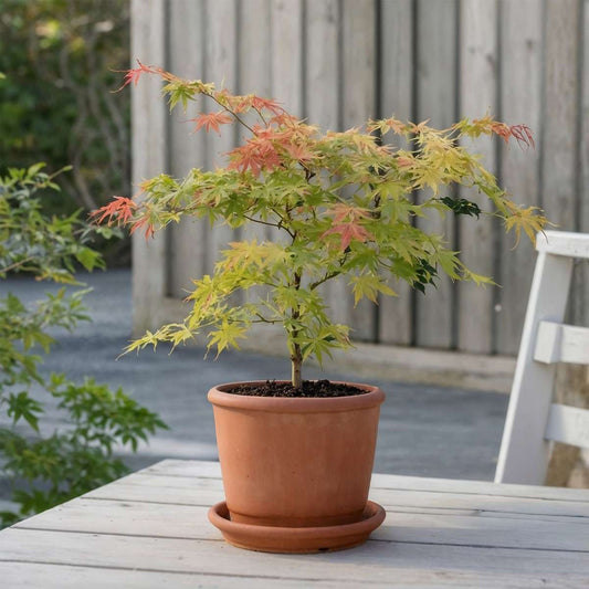 Florastore Japanischer Ahorn - 2 Stk - Acer Palmatum 'Moonrise' - Höhe 40-50Cm - ⌀19Cm