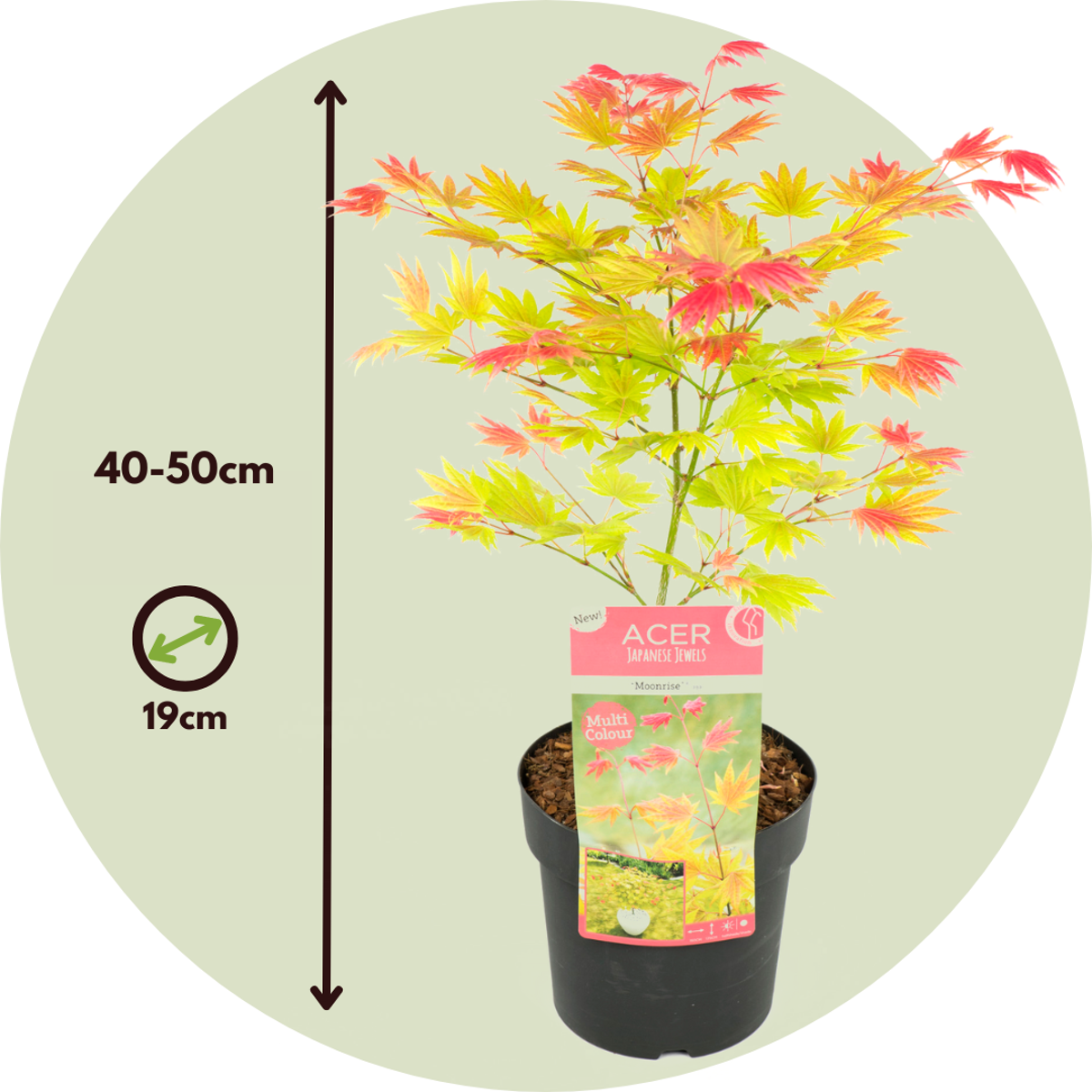 Florastore Japanischer Ahorn - 2 Stk - Acer Palmatum 'Moonrise' - Höhe 40-50Cm - ⌀19Cm