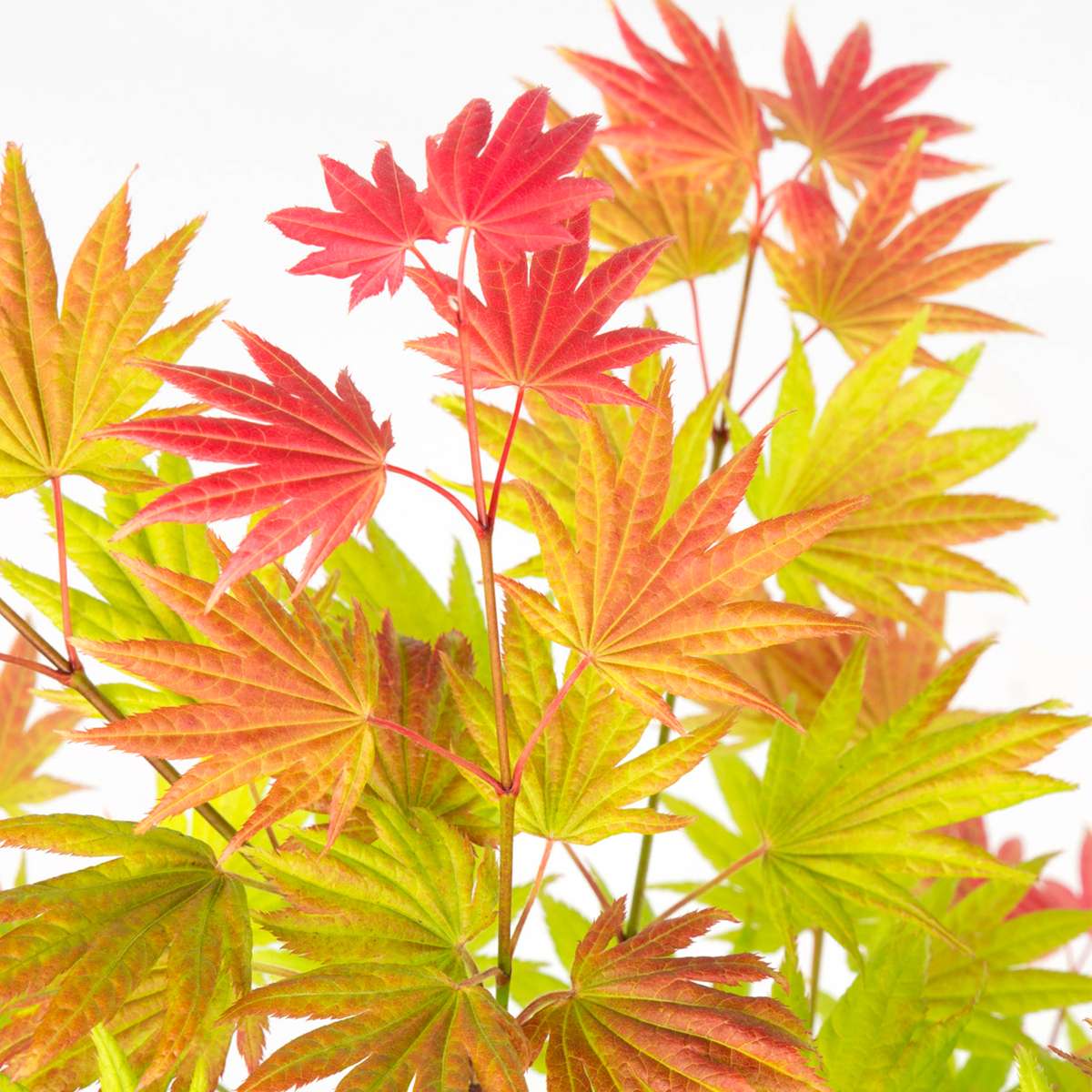 Florastore Japanischer Ahorn - 2 Stk - Acer Palmatum 'Moonrise' - Höhe 40-50Cm - ⌀19Cm